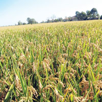 Tarlalar�n�z� kontrol edin ve �nerilen ila�lar� kullan�n