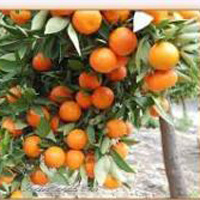 Narenciye reticileri kitle toplants yapacak 