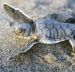 Caretta caretta’lar�n sahiline otel yap�lacak