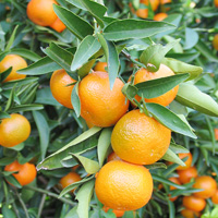 Narenciye �reticine �deme 