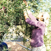 Girne ilesinde zeytin toplama tarihleri belirlendi 