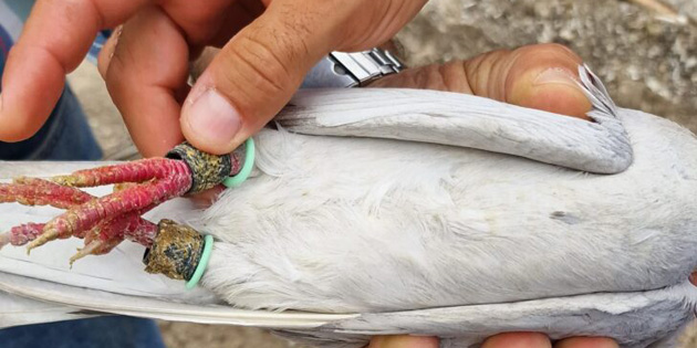 Gvercinle uyuturucu transferi