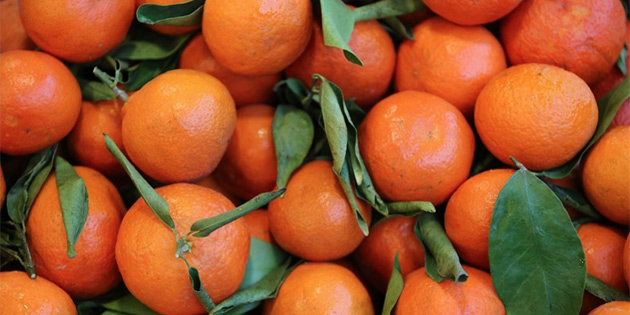 KKN�B narenciyenin ihra� edilebilmesi i�in deste�in artt�r�lmas� �a�r�s�nda bulundu