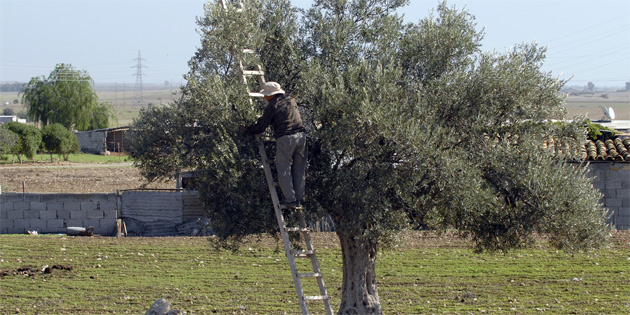 Y�kselen de�er “zeytincilik”