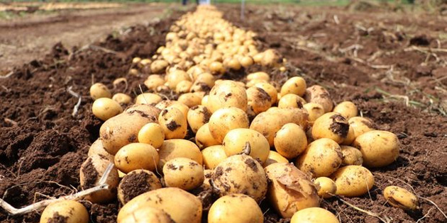 THALATIN ADI BLE YETT PATATES 55 TL’YE DT 