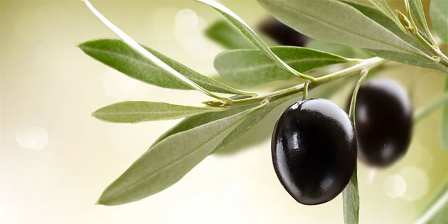 32 zeytin ve zeytin rn iletmesine kayt belgesi verildi