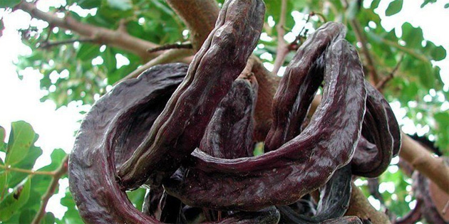 İskele ilçesinde harnup hasadı 14 Ağustos olarak değişti