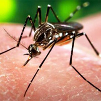 “LKEMZDE AEDES CNS SVRSNEK YOK”