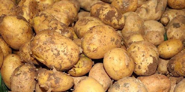 TRKYE’DEN THAL EDLEN 100 TON PATATES DAITILIYOR 