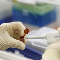 Gneyde domuz gribinden ilk lm 