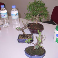 “Bonsai” atlye almas yapld 