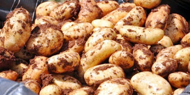 THAL PATATES 26 TL’YE SATITA 