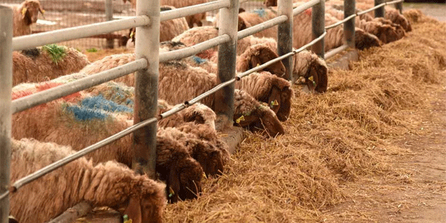 A��l i�inden hayvan �al�nd�