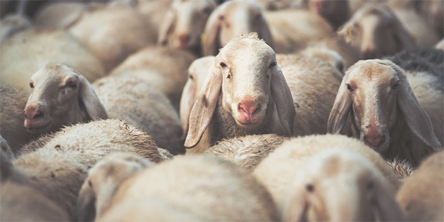 Hellim retimine ynelik damzlk deeri yksek koyun rk ithal edilecek