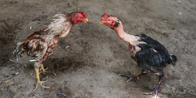 Gzelyurt Hayvanlar Koruma Dernei Bamsz Milletvekili Tosunolu’nu knad