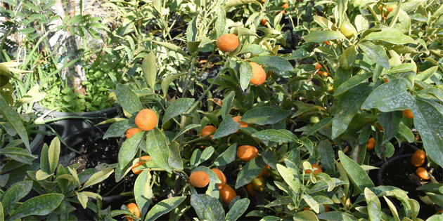 Girne Belediyesi vatandalara turun ve kamkat fidan datacak