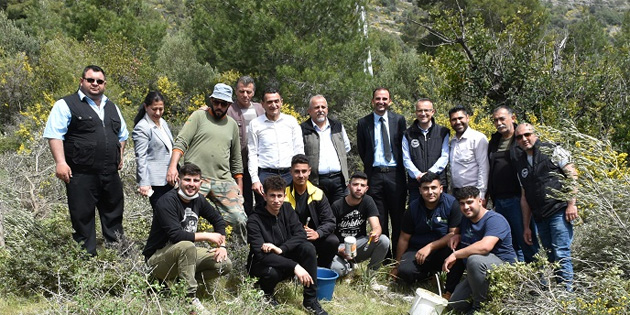 St Hilaron blgesindeki yabani zeytin aalar alanyor 