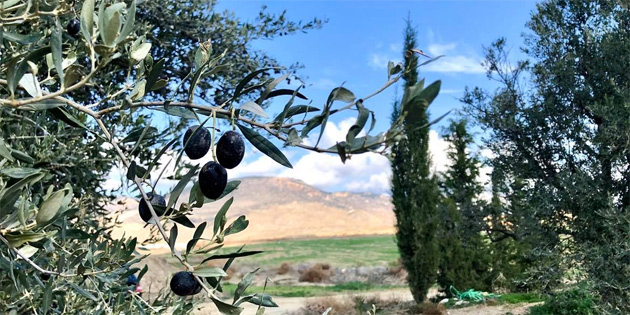 Lefke’de erkenci zeytin 19 Austos, yerli zeytin hasad 2 Eyll’de