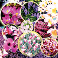 Duygular anlatmann en gzel yolu iekler