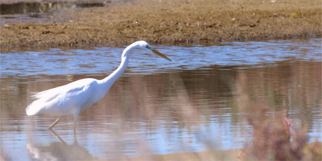 “Mausa Sulak Alanlar altay” yarn yaplyor