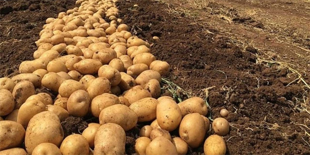 Sonbahar �r�n� patates beyanlar� ask�ya al�nd� 