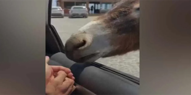 H�r e�e�e sigara veren �ahsa 173 bin 876 TL para cezas� 