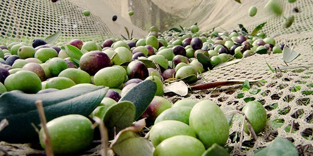 Gazimausa’da Gemlik zeytini hasad 3 Eyll’de, yerli zeytin hasad 17 Eyll’de balayacak 