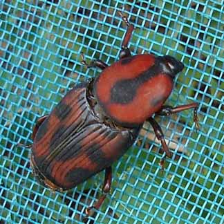 Palmiye bceinin sulusu ‘Tarm Bakanl’