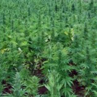 DORMAN’A 6 AY CEZA 