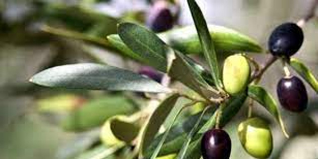 Lefkoa’da zeytin toplanmaya 11 Eyll’de balanacak 