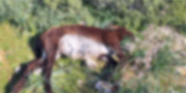 Dipkarpaz’da l olarak bulunan eeklerle ilgili polis geni apl soruturma balatt