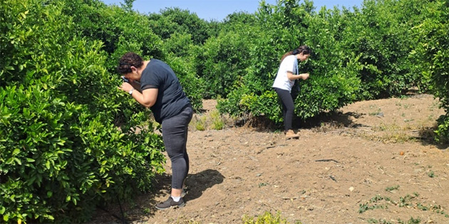 Tarm Dairesi’nden zararl bcek Diaphorina citri’yle mcadele duyurusu