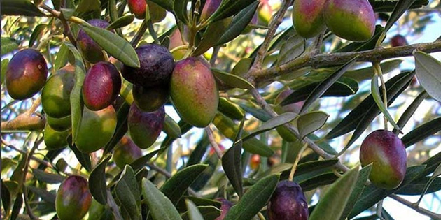 skele iin zeytin hasat tarihleri akland 