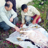 SALIIMIZI KURBAN ETTLER