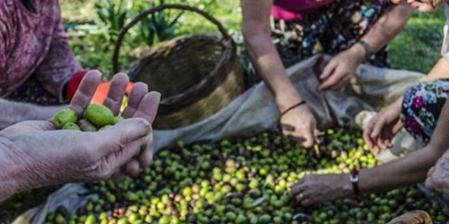 Gazima�usa’da zeytin hasat tarihleri belirlendi 