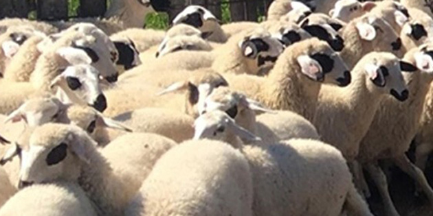 Vadili’de k���kba� h�rs�zl��� 