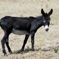 E�EKLER A�LIKTAN �L�YOR