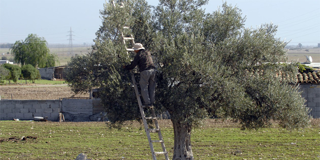 Girne’de zeytin toplama tarihleri a��kland�