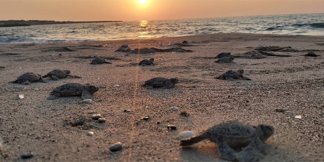 Deniz Kaplumbaalar Koruma ve Aratrma Projesi kapan etkinlii Pazar yaplacak