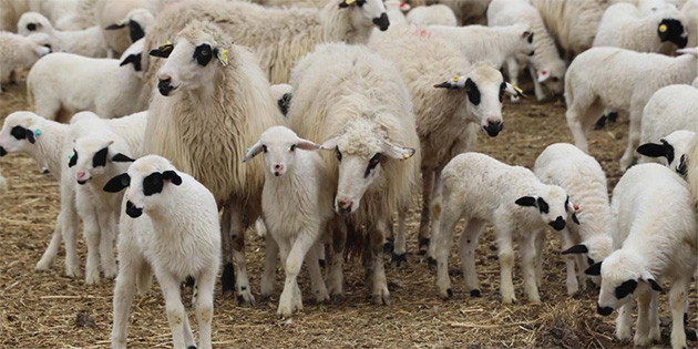 �reticilere faiz deste�i 