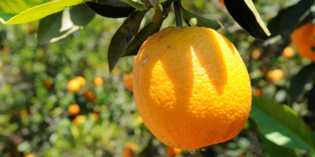 Akn: “Tarmn tmne destek verilmeli” 