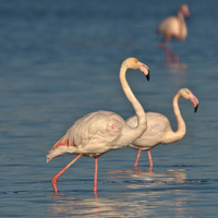 Flamingolar Oroklini g�l�nde 