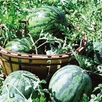 7,5 ton karpuzu G�ney’e ge�irmek isterken yakaland� 