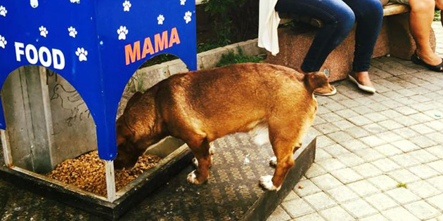 HAYVANLARA SU VE MAMA BIRAKIN 