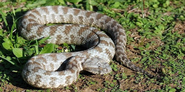 �evre Ve Koruma Dairesi �a�r�da Bulundu