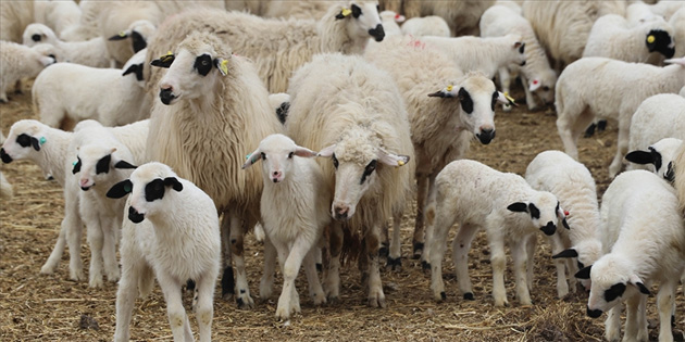 Veteriner Dairesi’nden k���kba� �reticilerine hat�rlatma 