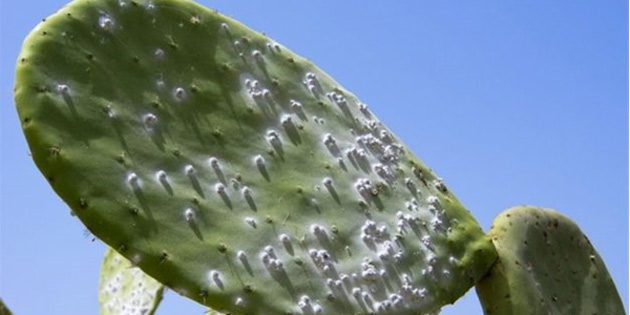 Babutsa zararls konil 