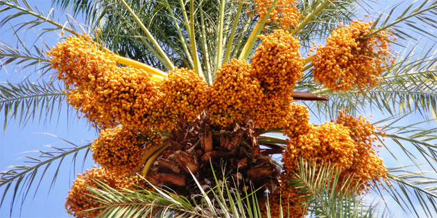 13. Lefke Hurma Festivali 6 Kas�m’da