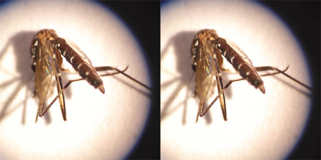 Sa�l�k Bakanl���, Girne b�lgesinde Asya kaplan sivrisine�i tespit edildi�ini a��klad�