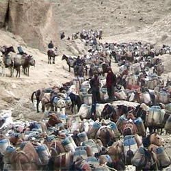 Bu da ‘canl� tanker’ filosu 